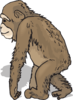 Walking Chimp Clip Art